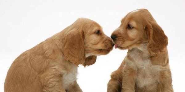 可卡犬年龄计算方法全解析（从宠物主视角看待可卡犬年龄问题）