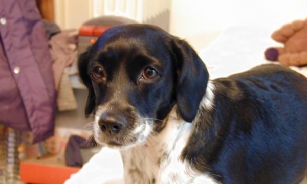 可卡犬年龄计算方法全解析（从宠物主视角看待可卡犬年龄问题）