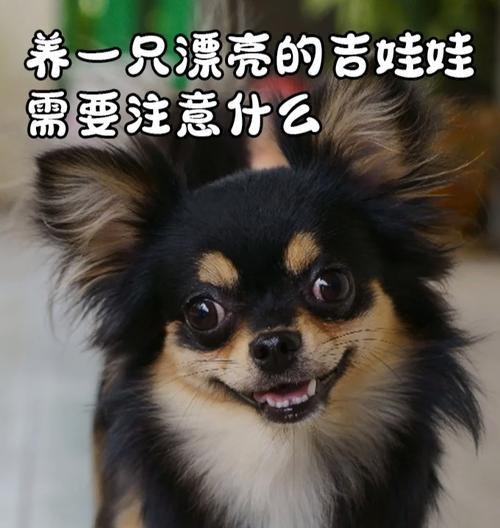 以养吉娃娃后心累的原因及应对方法（照顾吉娃娃的艰辛与压力，如何缓解心理疲惫）
