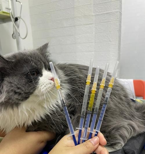 猫咪发烧不吃东西的应对方法（如何照顾生病的宠物猫咪）