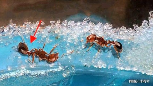 蚂蚁感知到死亡后，会选择做什么？看完长知识了