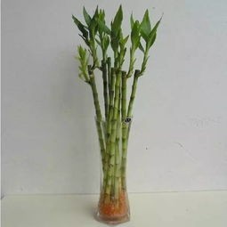 水培花卉养护秘籍,一招换水
