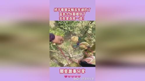 终于看到采榴莲失误的了