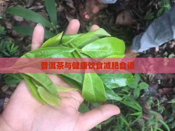 普洱茶与健康饮食减肥食谱