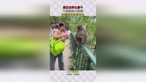 景区的野生猴子，小姐姐好心投喂，没想到竟遭到攻击