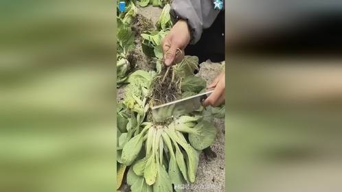 这种蔬菜特别好吃，上海青，炒面里面的必备蔬菜