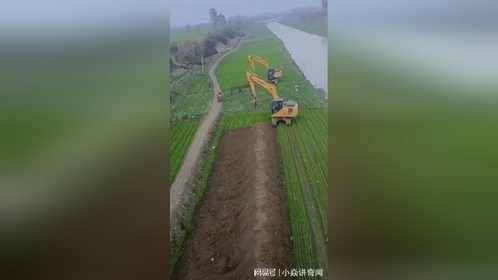 各位老铁，两位挖掘机师傅为什么要将辛苦种植的农作物清除掉？