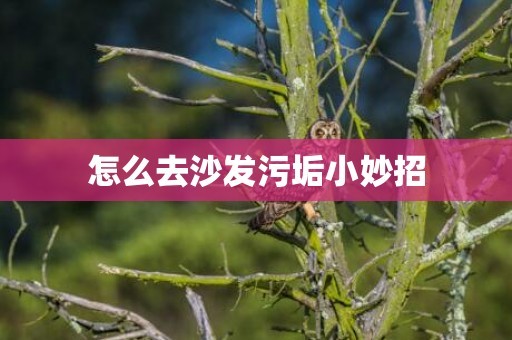 怎么去沙发污垢小妙招
