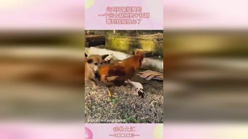 公鸡打架挺狠的，一个回合就把狗子打翻，看到结局放心了！