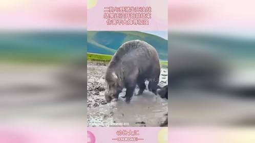 二狗与野猪生死决战，结果还没开始就结束，伤害不大侮辱极强！