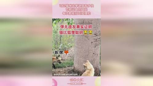 可见猫咪出拳速度有多快，它那闪电的耳光，每次都能打到狐狸脸！
