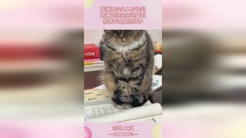 猫咪陪小主人写作业，眼神比班主任还犀利，恨铁不成钢的样子！