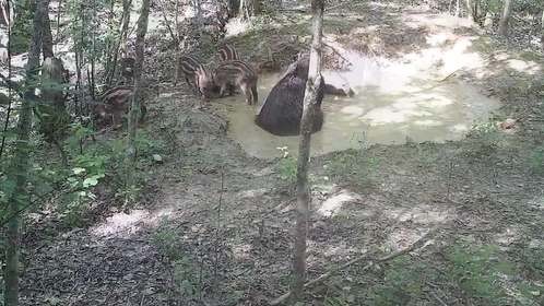动物们的避暑小妙招 野猪篇