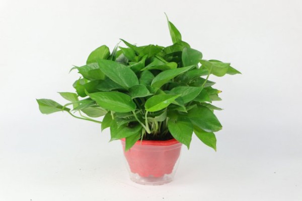 绿植养护知识和方法