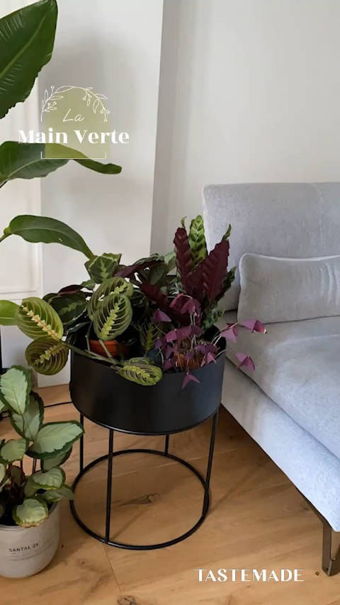 让绿植随光线而动·移动花架布置