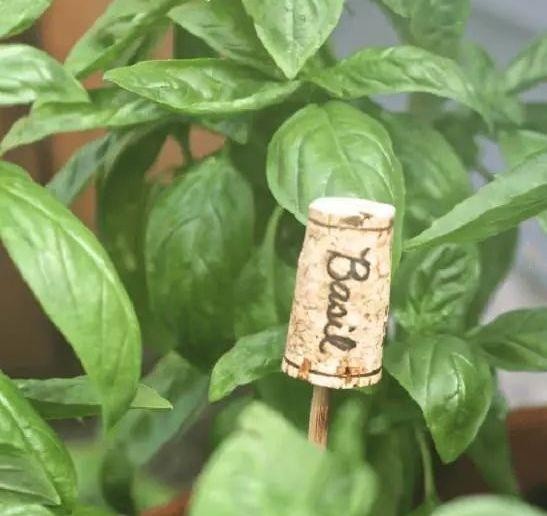 家里的旧物改造成植物标签，捡来的木棍和石头都用上了