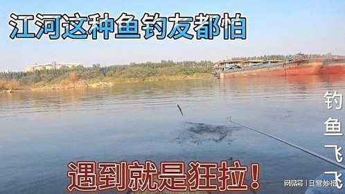这种鱼在江河泛滥成灾，钓友都惧怕它们，朋友们有避开办法吗？