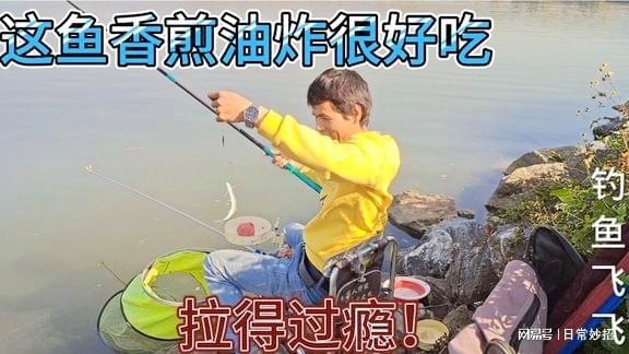 这种鱼许多人不太喜爱垂钓，一有就一群，香煎油炸确是好吃佳肴！