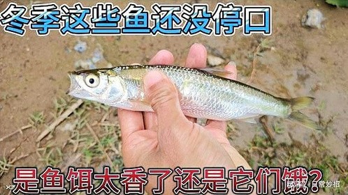 冬季这几种鱼还没停口，是我开的鱼饵太香了仍是它们太饿了？