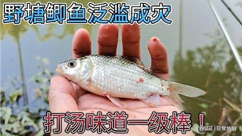 野塘这种鱼泛滥成灾，它是土生土长的靓货，用它熬汤滋味一级棒！