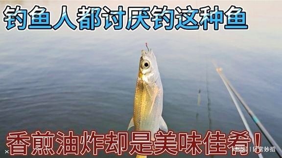 钓鱼人都讨厌钓这种鱼，但它们却是好吃佳肴，搭配小酒美哉美哉！