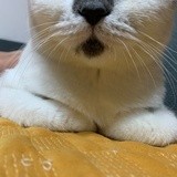 初掌柜