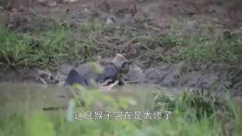 猴子河边喝水，胳膊被鳄鱼拧成“麻花”，无助的眼神让人心疼！