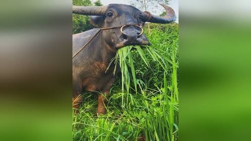大水牛吃草时为何要停顿一下？