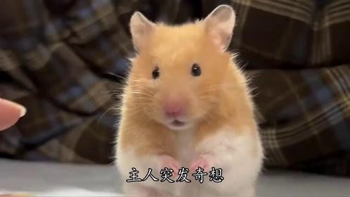 把仓鼠丢进一箱葵花籽中，结果仓鼠像疯了一样，千万忍住别笑