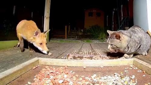 狐狸妄图夺食，却遭家猫霸气怒怼，猫：和我抢？你还嫩点呢！