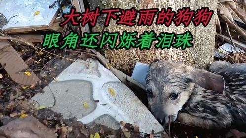 无家可归的狗狗，蜷缩在大树下瑟瑟发抖，眼角悬挂着伤心的泪水