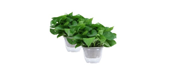 阳台绿植设计方法有哪些