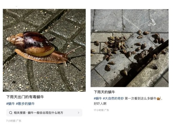 雨后大量出现，满墙都是……看得头皮发麻！提醒：别碰也别吃