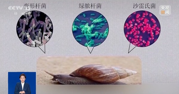 雨后大量出现，满墙都是……看得头皮发麻！提醒：别碰也别吃