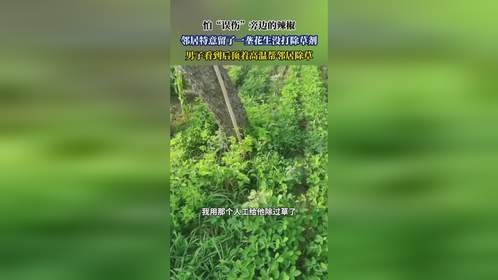 怕“误伤”旁边的辣椒，邻居特意留了一垄花生没打除草剂，男子看到后顶着高温帮邻居除草