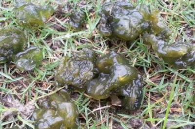 地耳的功效与作用 四个女人吃地皮菜的营养价值