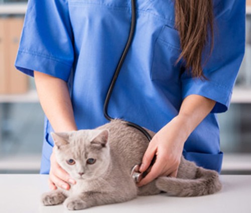 猫狗健康问题预防护理小贴士