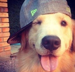 狗狗癣,宠物护理小贴士!