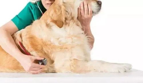 狗狗生藓怎么办?宠物护理小贴士!
