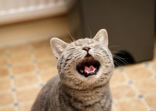 猫狗健康问题预防护理小贴士
