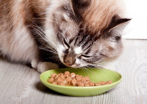 猫狗健康问题预防护理小贴士
