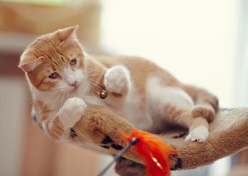 猫狗健康问题预防护理小贴士