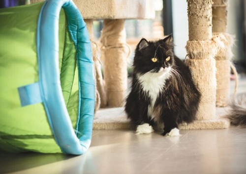猫狗健康问题预防护理小贴士