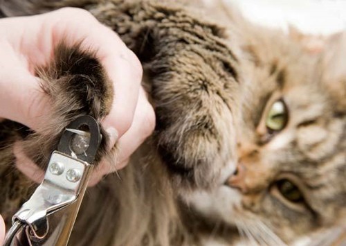 猫狗健康问题预防护理小贴士