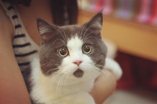 “猫咪红眼圈泪汪汪,宠物护理小贴士来啦!”