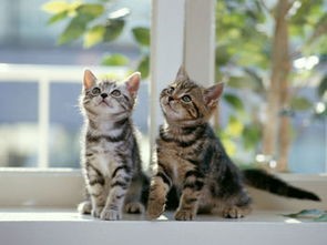 “猫咪红眼圈泪汪汪,宠物护理小贴士来啦!”