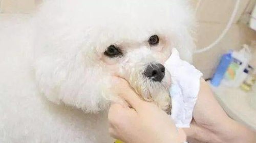 狗狗泪痕,宠物护理小贴士!