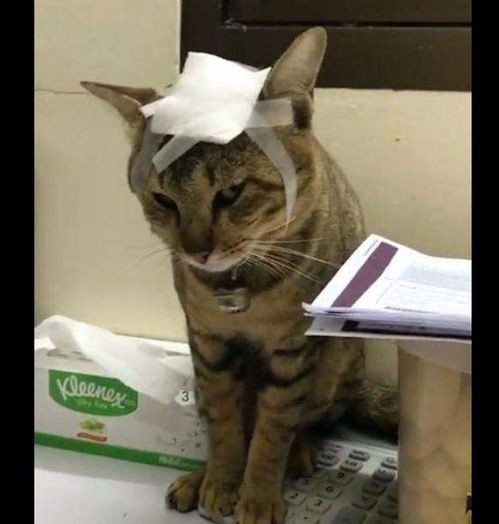 猫咪伤口处理,宠物护理小贴士