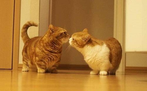 猫咪伤口处理,宠物护理小贴士