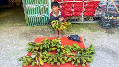 农村小孩聪明，小孟知道砍这个加工喂家禽，摘香蕉背去卖钱换物资